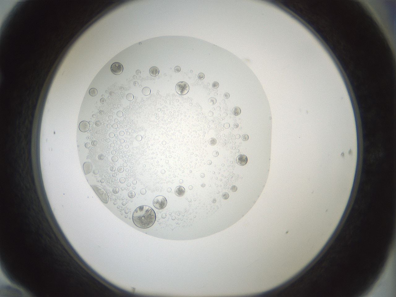 folderID428_plateID1428_batchID5438_wellNum70_profileID1_d1_r90019_ef.jpg