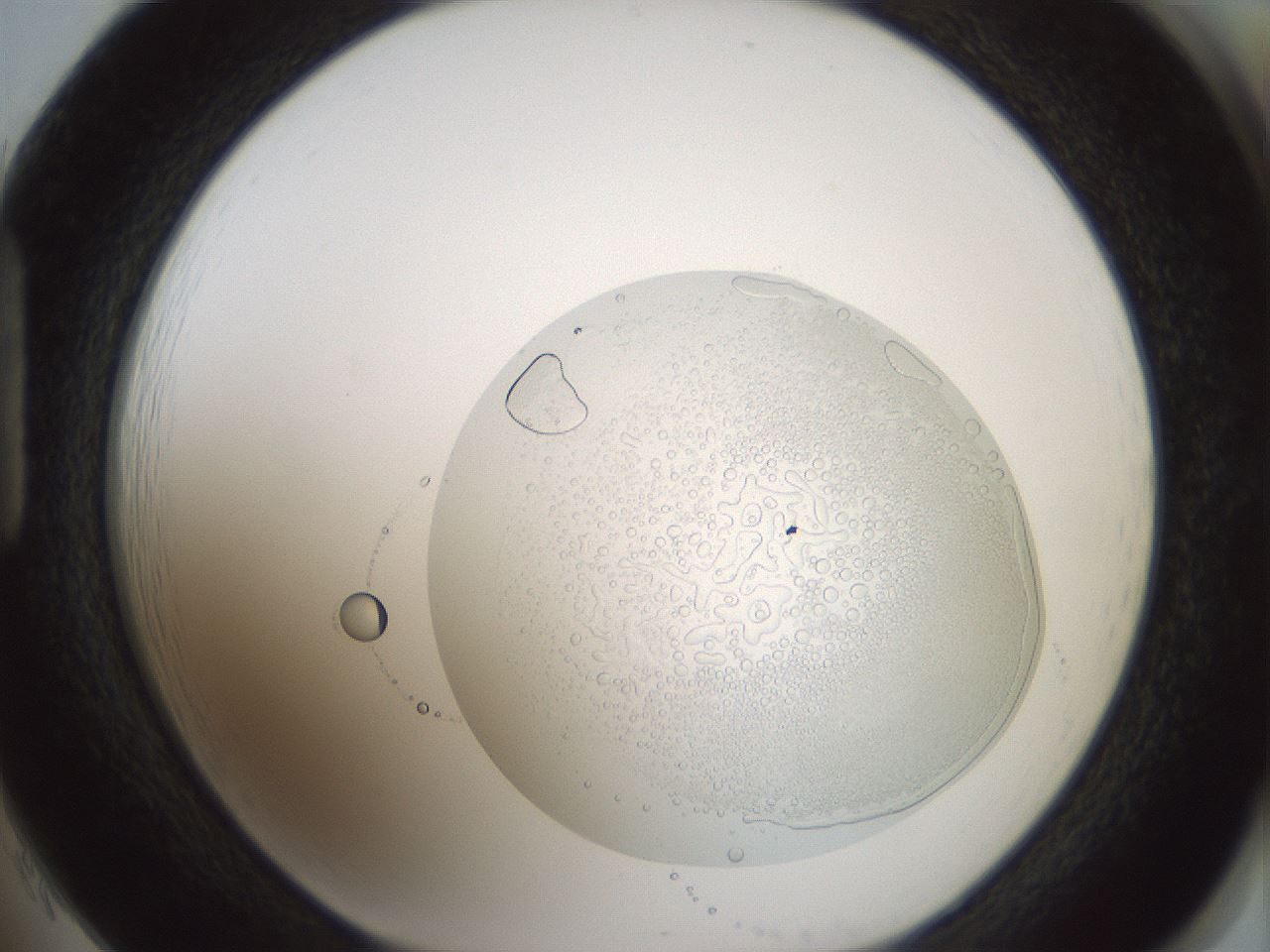 folderID428_plateID1428_batchID5438_wellNum85_profileID1_d1_r90049_ef.jpg