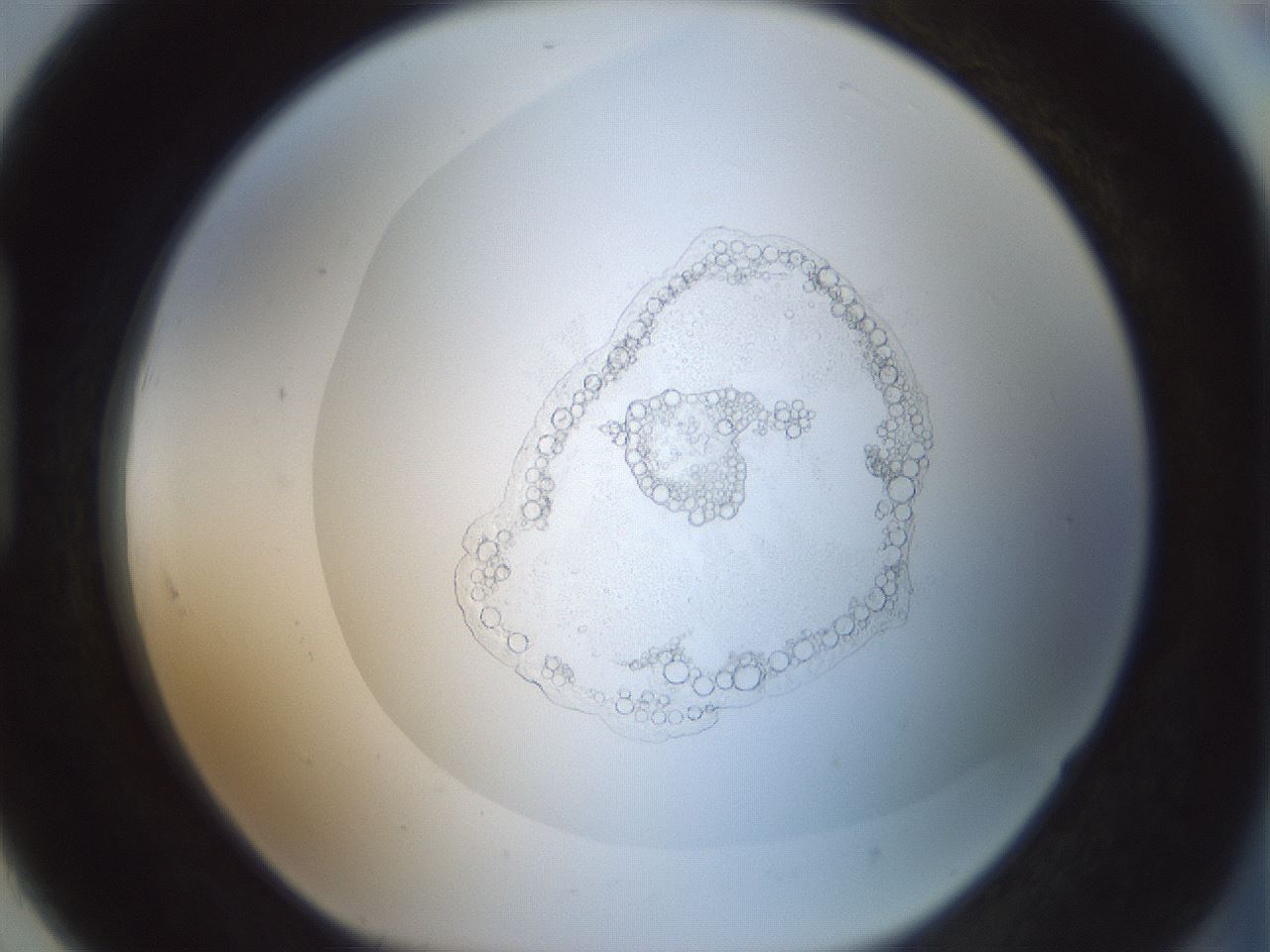 folderID428_plateID1428_batchID5438_wellNum91_profileID1_d1_r90061_ef.jpg