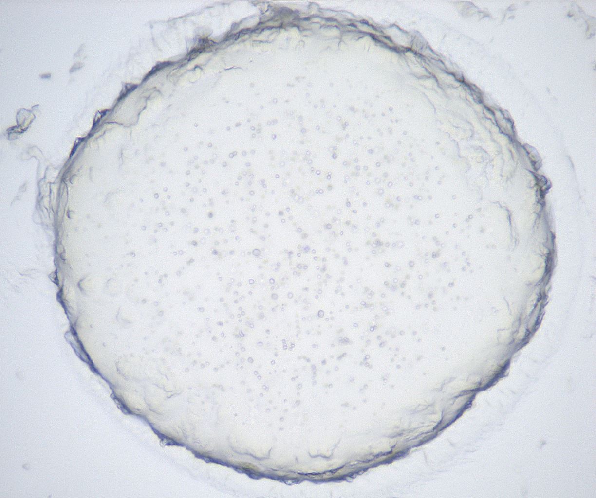folderID429_plateID2429_batchID11733_wellNum19_profileID1_d1_r184580_ef.jpg