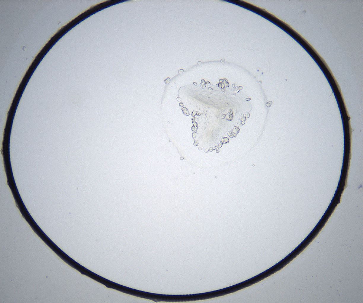 folderID429_plateID2429_batchID11733_wellNum59_profileID1_d1_r184660_ef.jpg