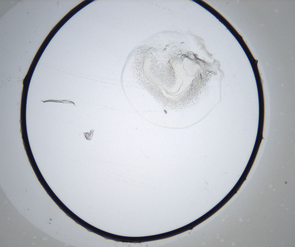 folderID429_plateID2429_batchID11733_wellNum62_profileID1_d1_r184666_ef.jpg