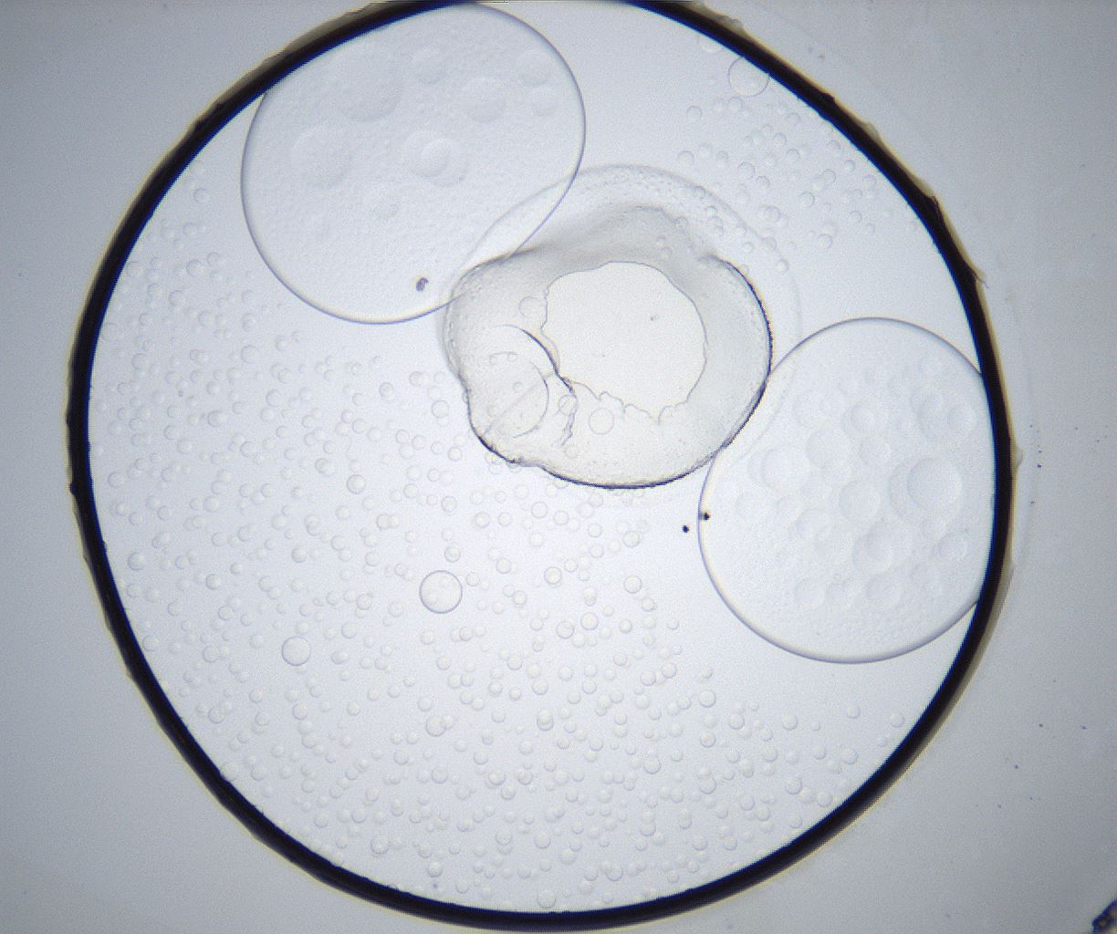 folderID429_plateID2429_batchID11733_wellNum91_profileID1_d1_r184724_ef.jpg