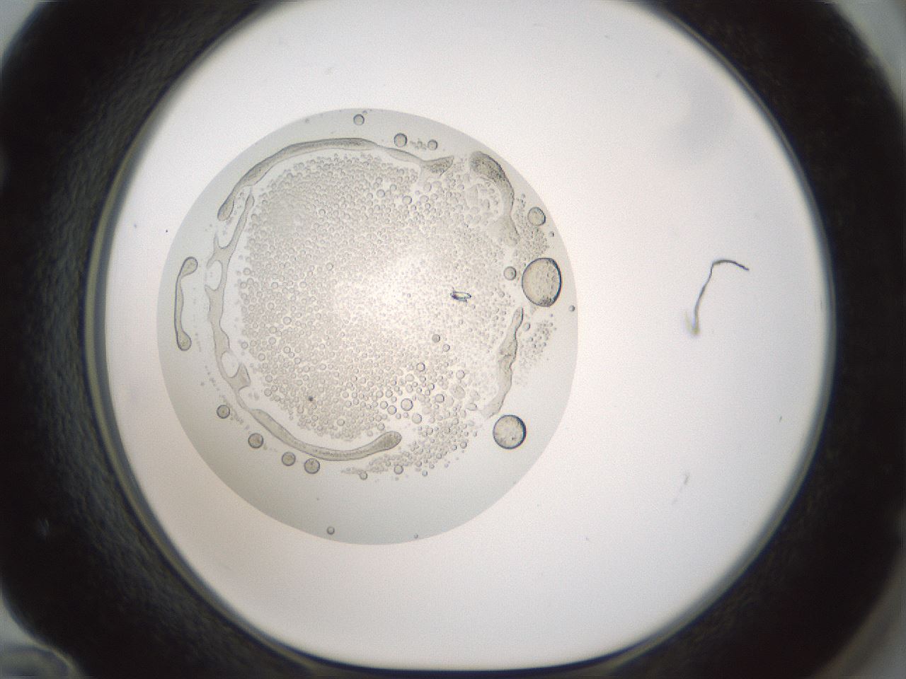 folderID431_plateID1431_batchID5431_wellNum72_profileID1_d1_r87911_ef.jpg