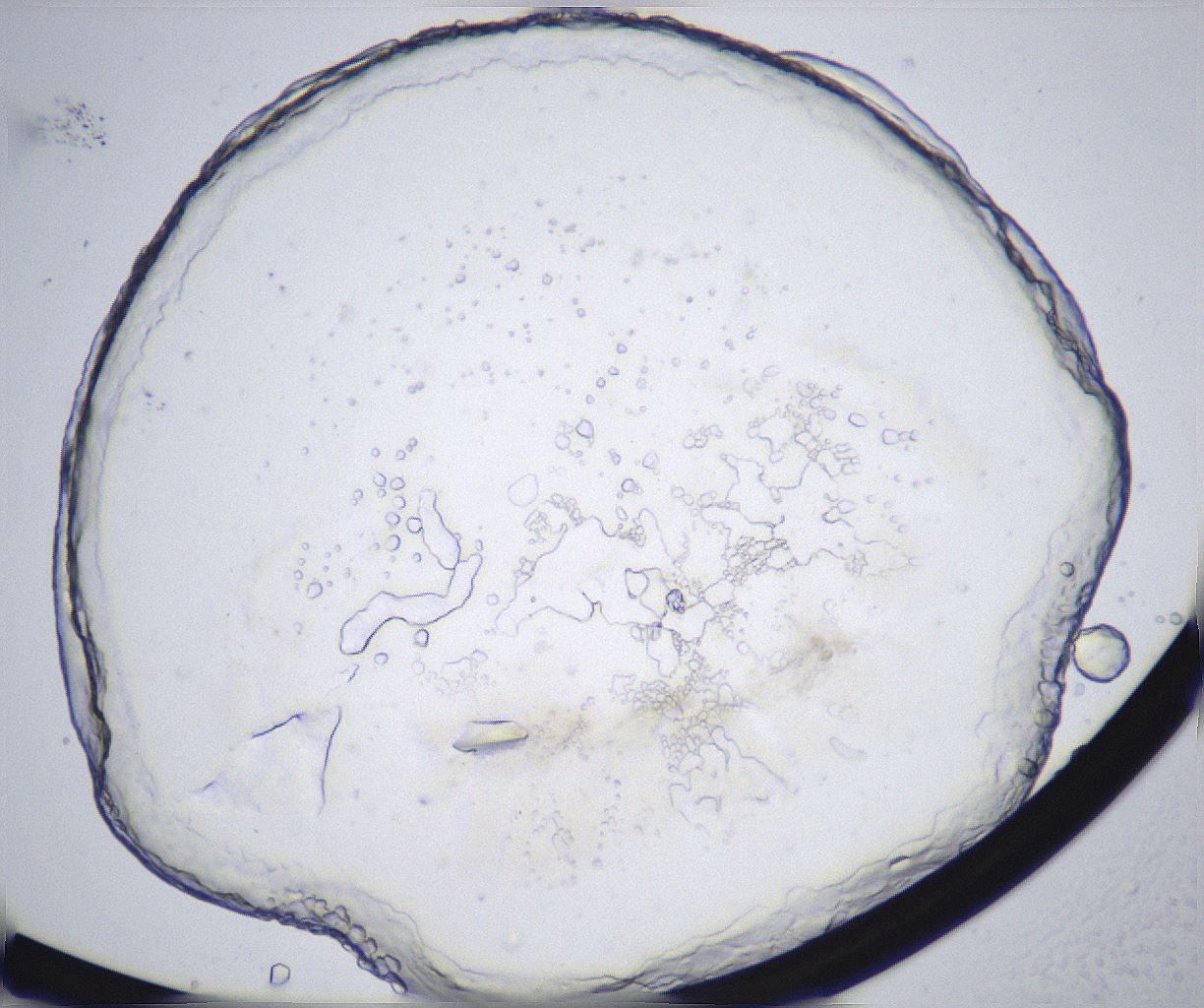 folderID362_plateID2362_batchID11079_wellNum5_profileID1_d1_r167403_ef.jpg