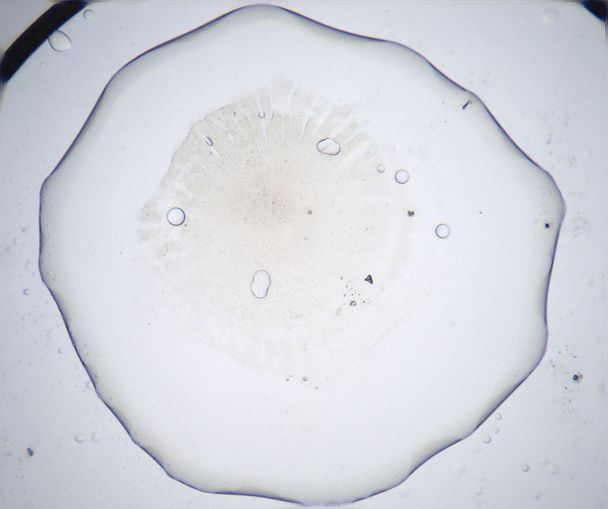 folderID372_plateID2372_batchID11116_wellNum39_profileID1_d1_r170927_ef.jpg