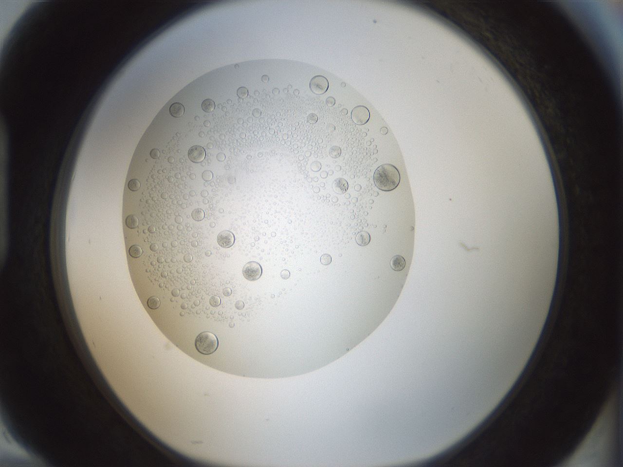 folderID431_plateID1431_batchID5431_wellNum94_profileID1_d1_r87955_ef.jpg