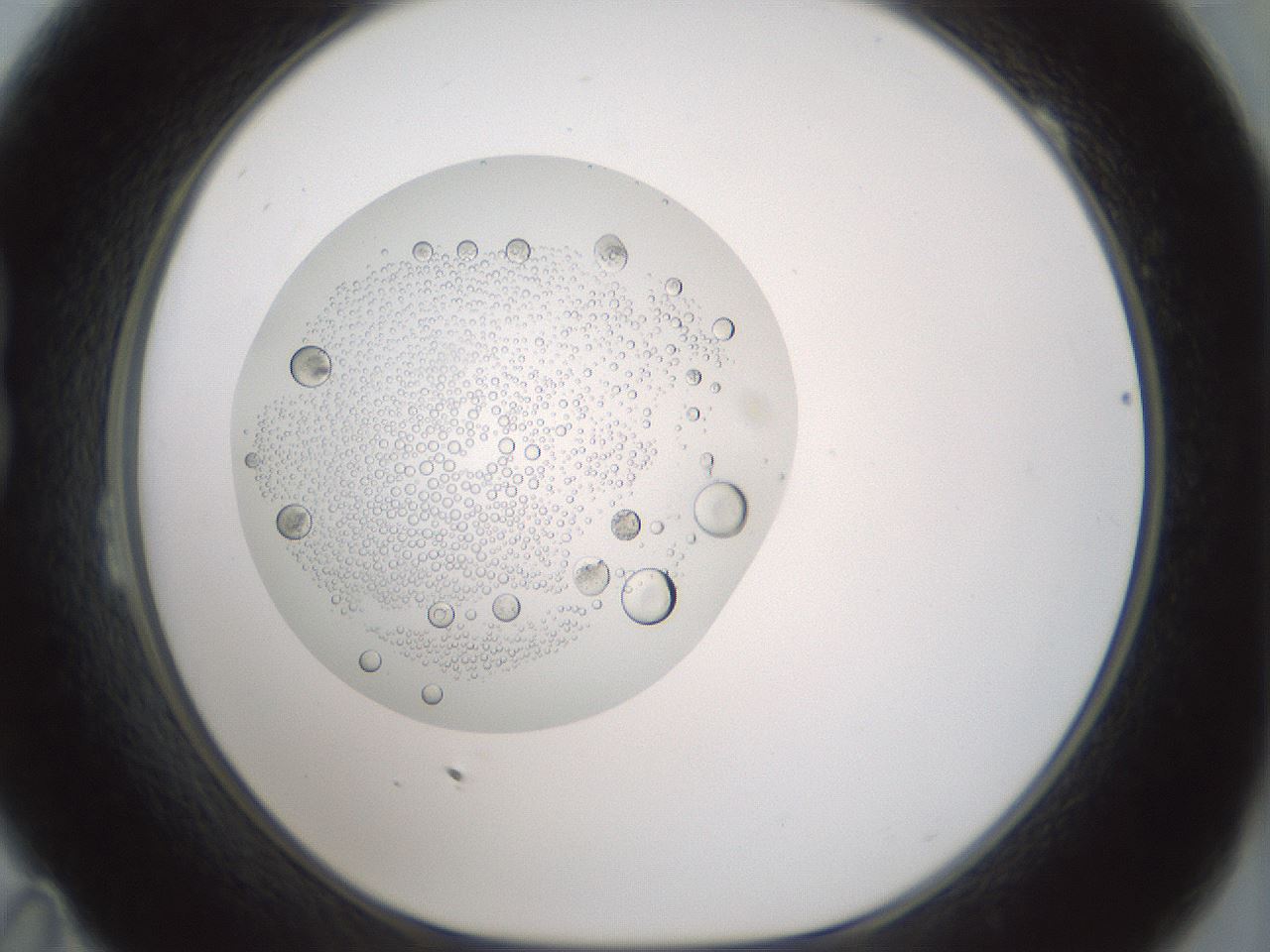 folderID431_plateID1431_batchID5431_wellNum23_profileID1_d1_r87813_ef.jpg