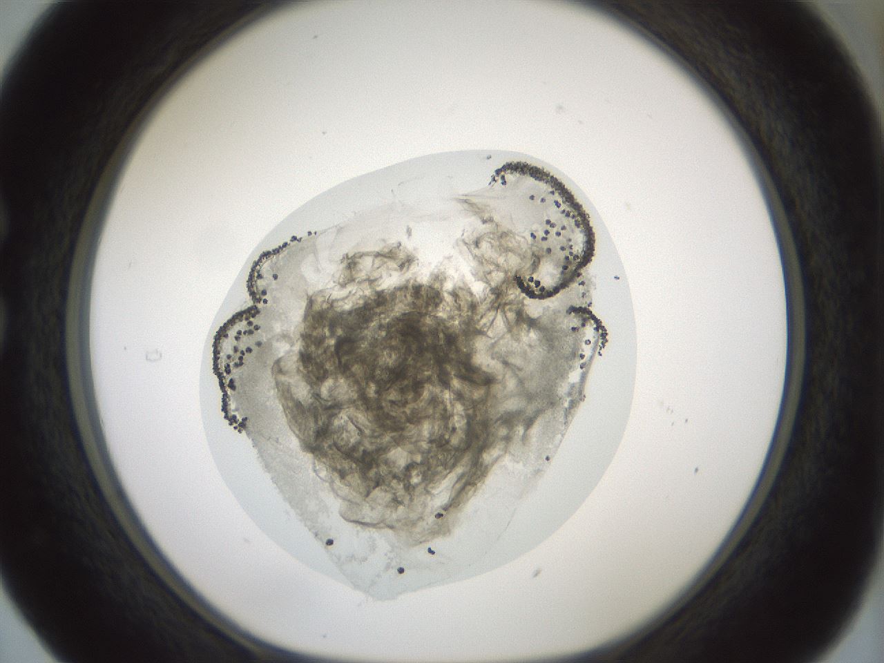 folderID431_plateID1431_batchID5431_wellNum29_profileID1_d1_r87825_ef.jpg