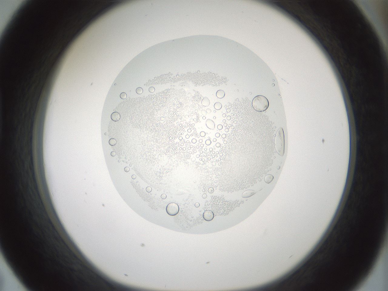 folderID431_plateID1431_batchID5431_wellNum43_profileID1_d1_r87853_ef.jpg
