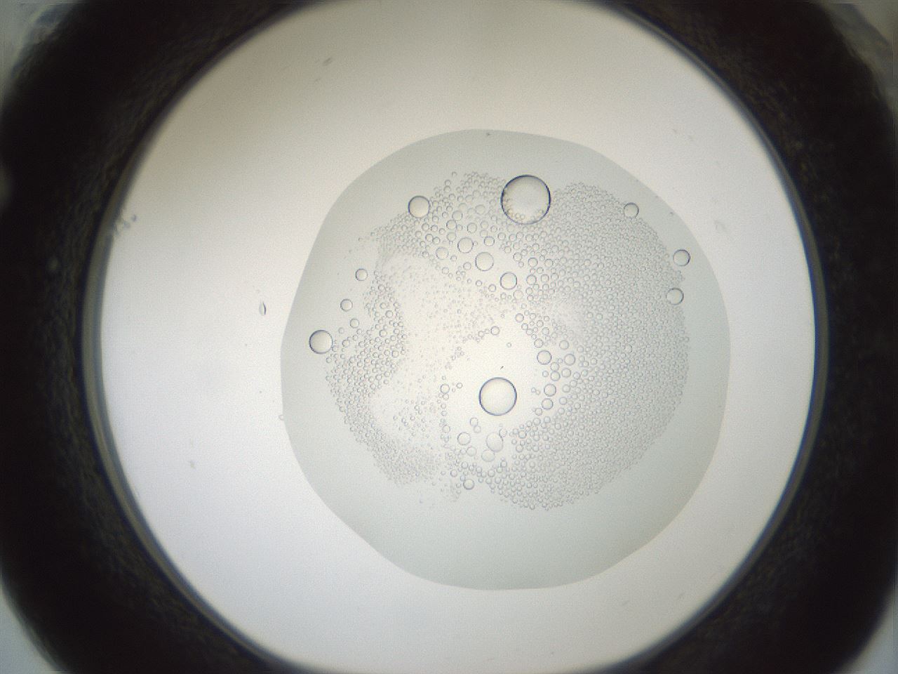 folderID431_plateID1431_batchID5431_wellNum61_profileID1_d1_r87889_ef.jpg