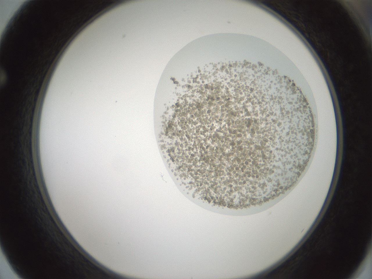 folderID431_plateID1431_batchID5431_wellNum62_profileID1_d1_r87891_ef.jpg