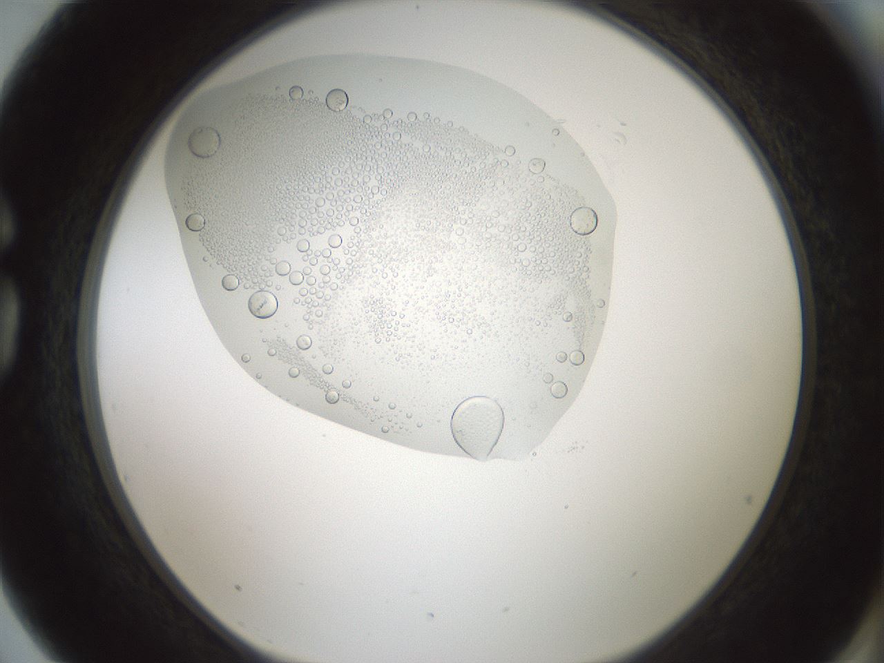 folderID431_plateID1431_batchID5431_wellNum75_profileID1_d1_r87917_ef.jpg