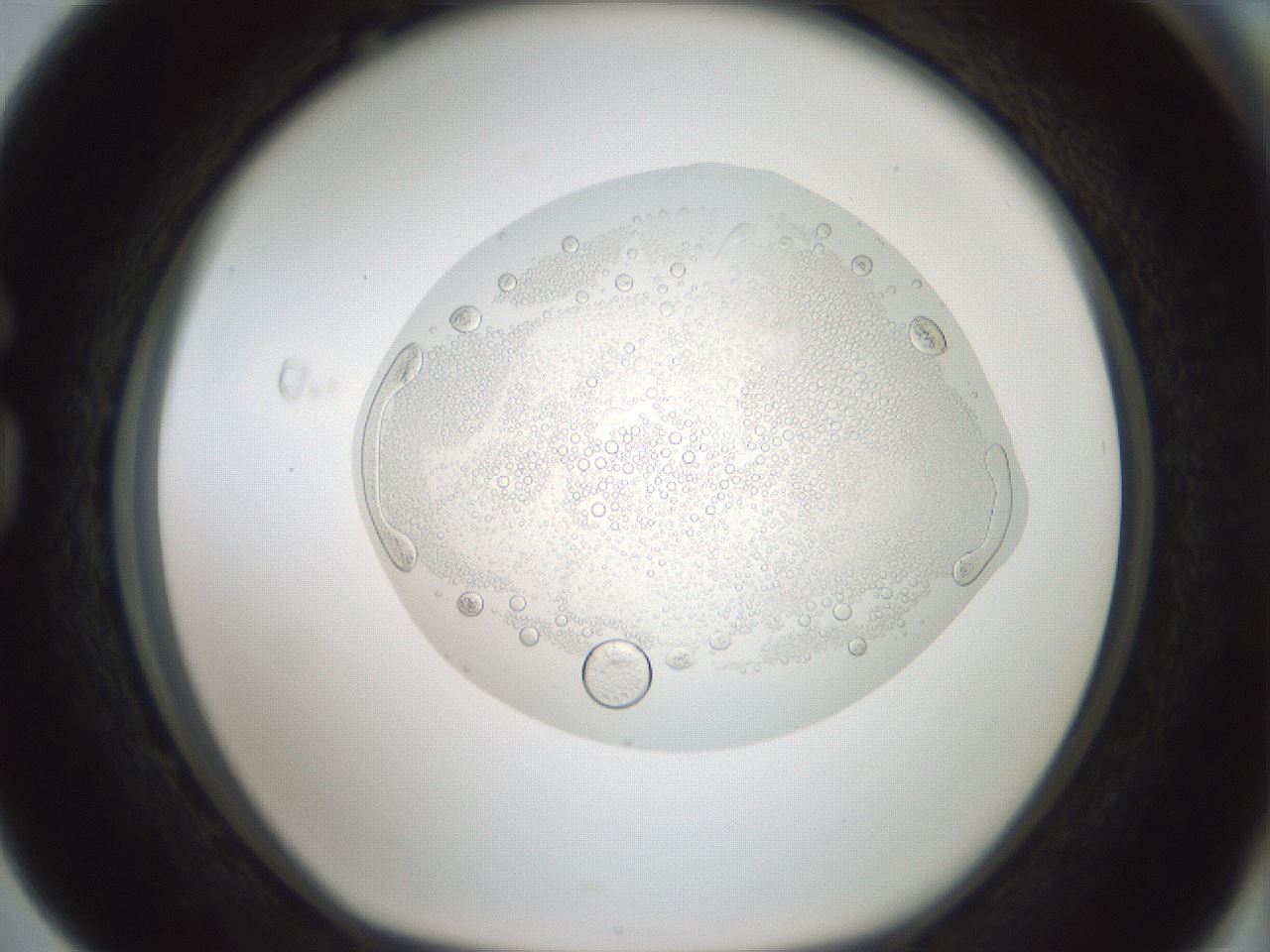 folderID431_plateID1431_batchID5431_wellNum76_profileID1_d1_r87919_ef.jpg