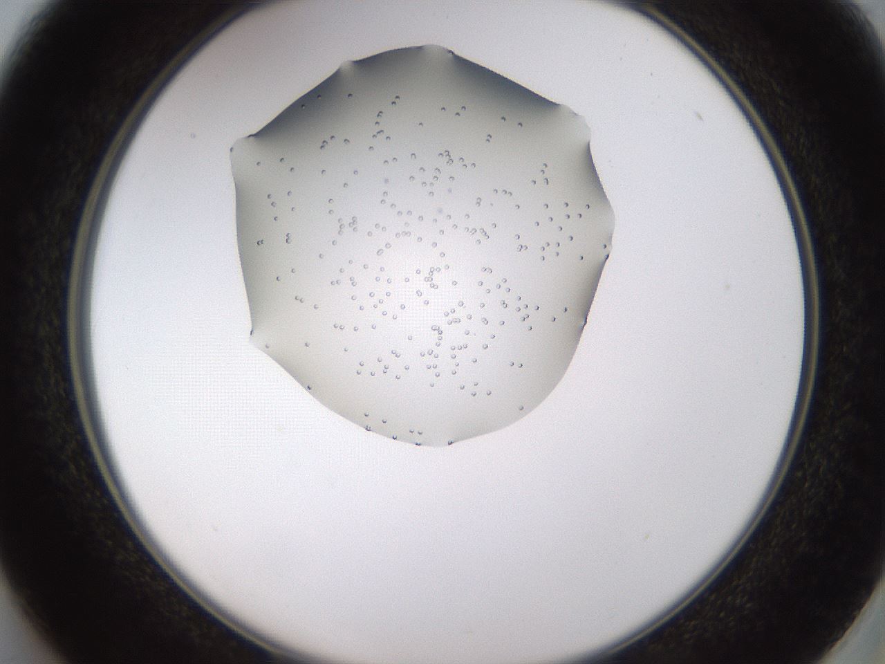 folderID432_plateID1432_batchID5439_wellNum37_profileID1_d2_r88034_ef.jpg