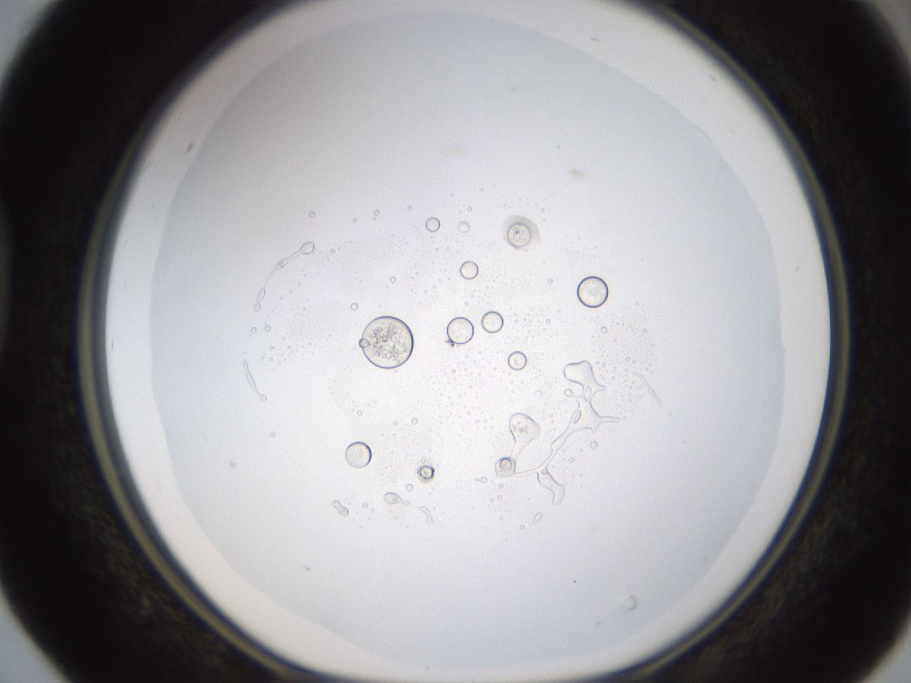 folderID434_plateID1434_batchID5443_wellNum40_profileID1_d1_r89383_ef.jpg