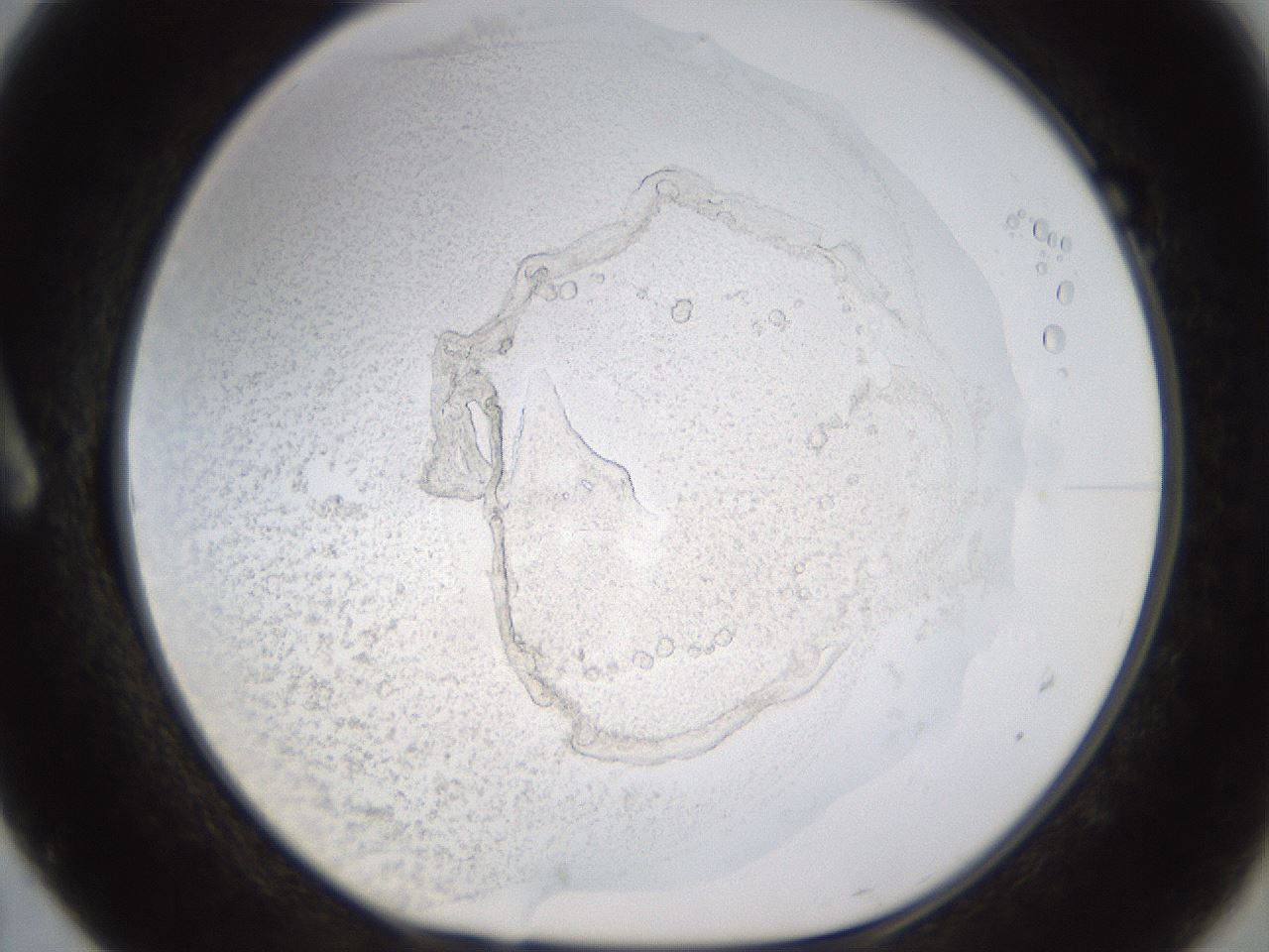 folderID433_plateID1433_batchID5440_wellNum7_profileID1_d1_r88357_ef.jpg