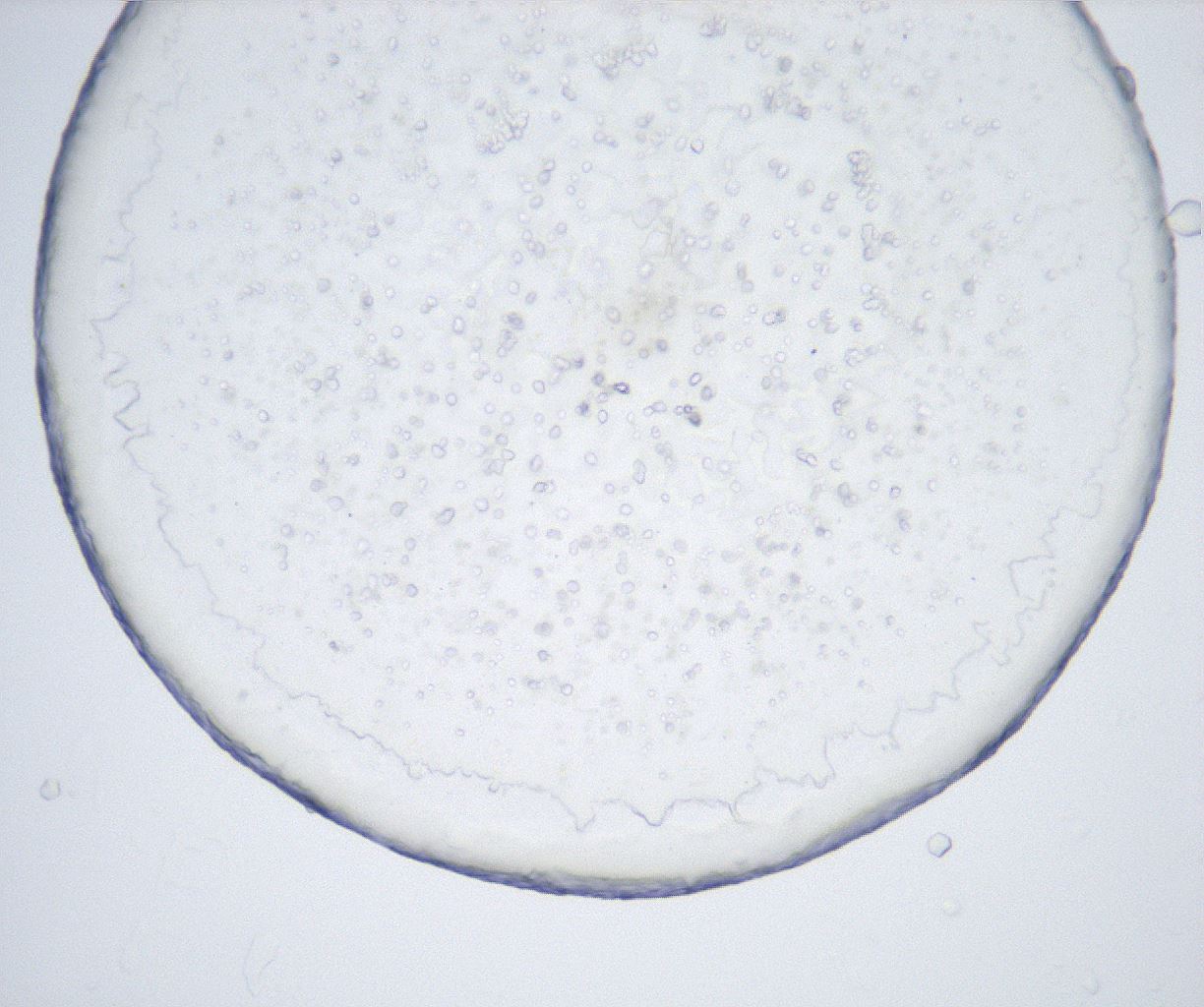 folderID433_plateID2433_batchID11717_wellNum29_profileID1_d1_r182872_ef.jpg