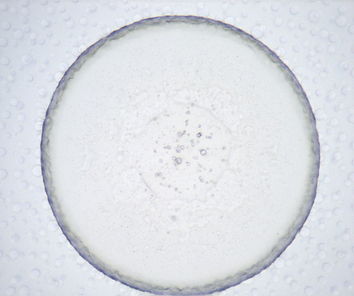 folderID433_plateID2433_batchID11717_wellNum82_profileID1_d1_r182978_ef.jpg