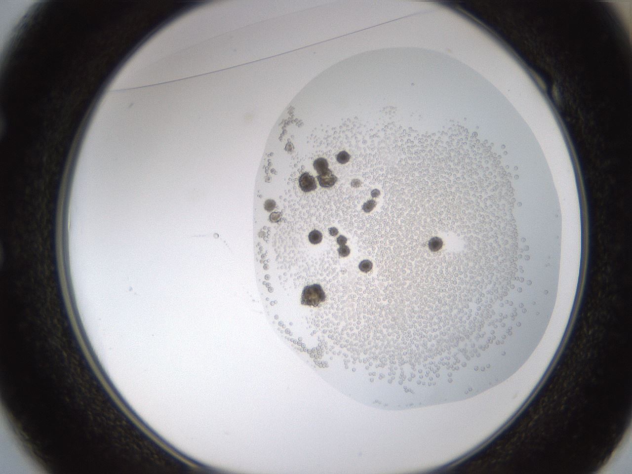 folderID434_plateID1434_batchID5443_wellNum49_profileID1_d1_r89401_ef.jpg