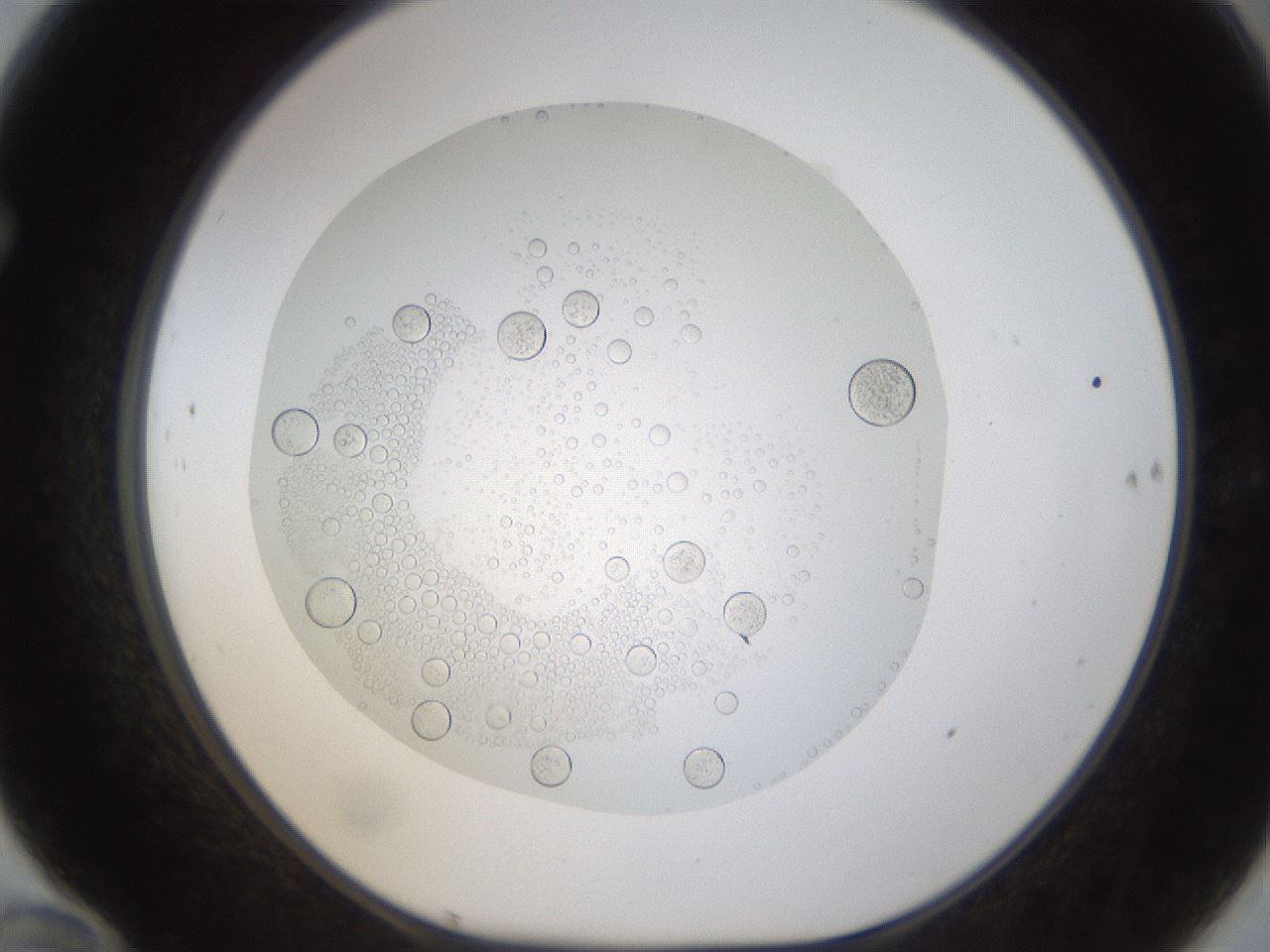 folderID434_plateID1434_batchID5443_wellNum70_profileID1_d1_r89443_ef.jpg