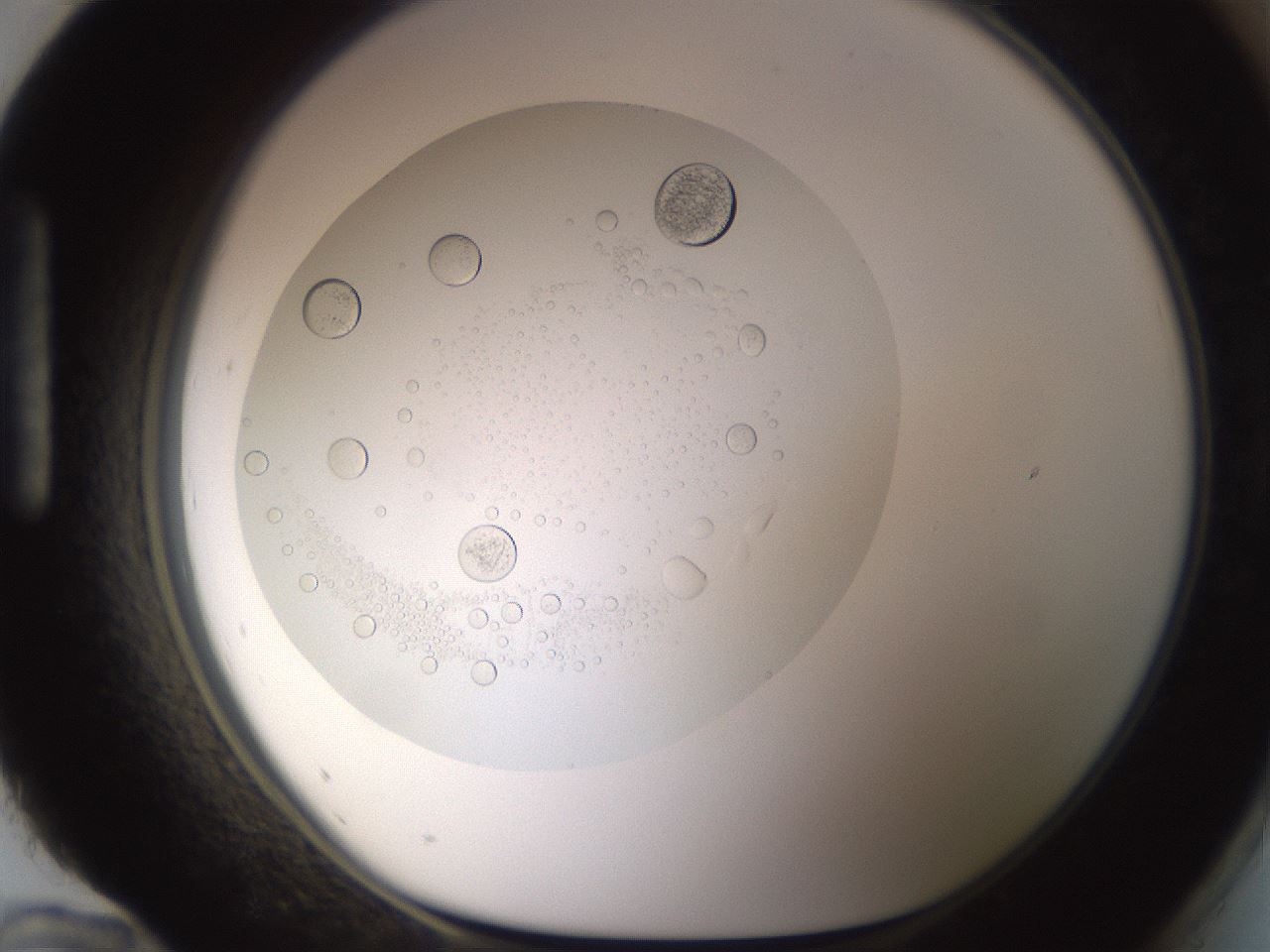 folderID434_plateID1434_batchID5443_wellNum96_profileID1_d1_r89495_ef.jpg