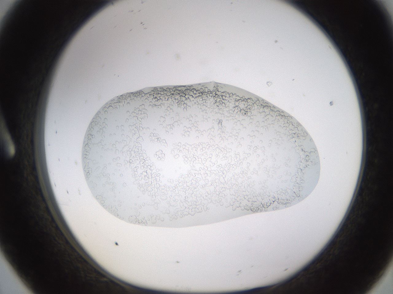 folderID435_plateID1435_batchID5441_wellNum8_profileID1_d1_r88743_ef.jpg