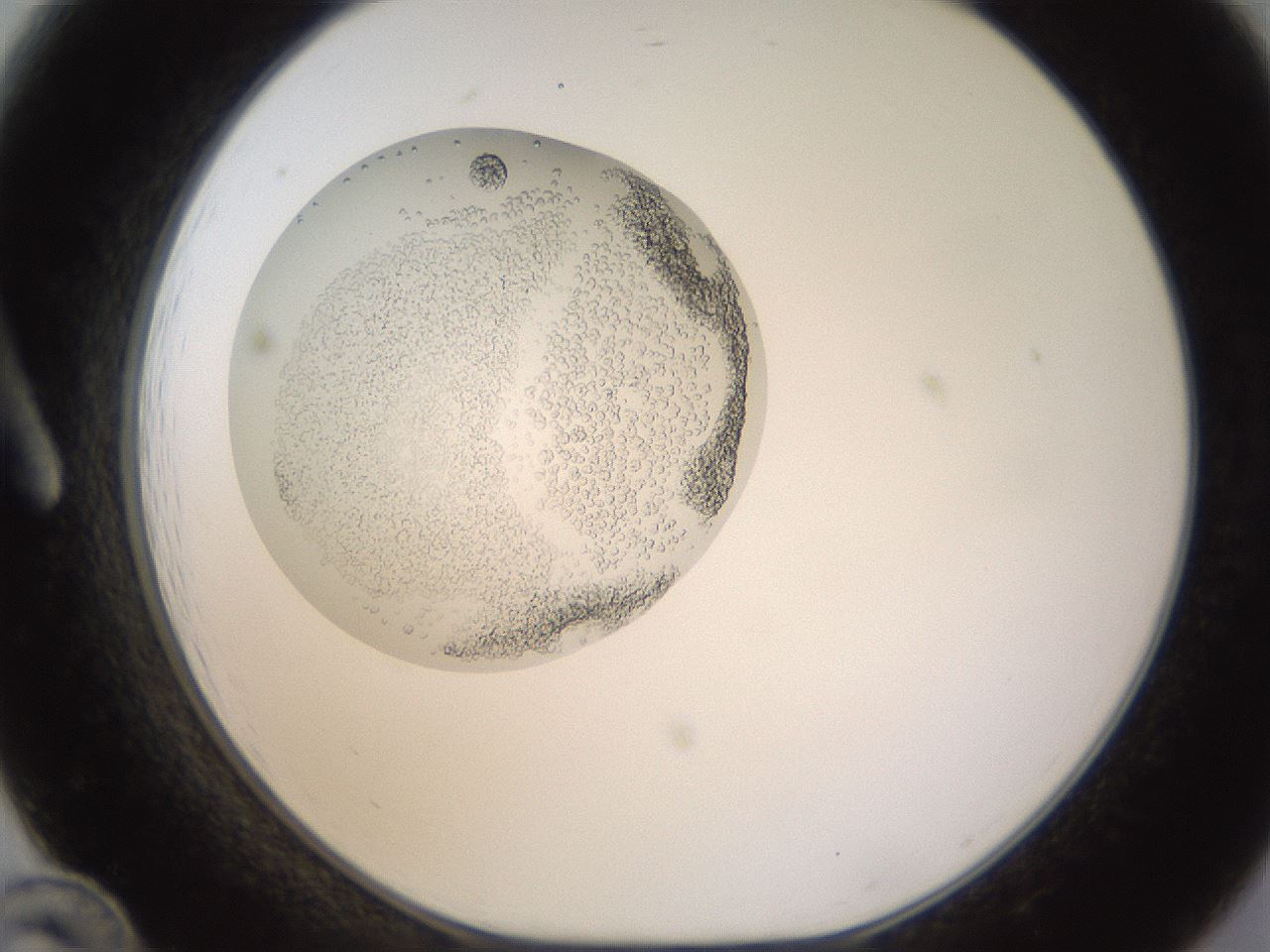 folderID436_plateID1436_batchID5442_wellNum12_profileID1_d1_r88943_ef.jpg