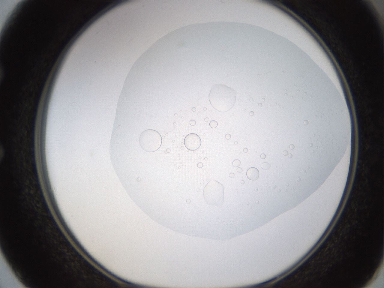 folderID436_plateID1436_batchID5442_wellNum50_profileID1_d1_r89019_ef.jpg