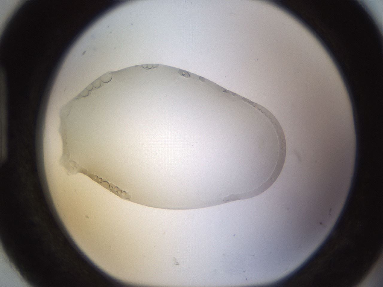 folderID436_plateID1436_batchID5442_wellNum92_profileID1_d1_r89103_ef.jpg