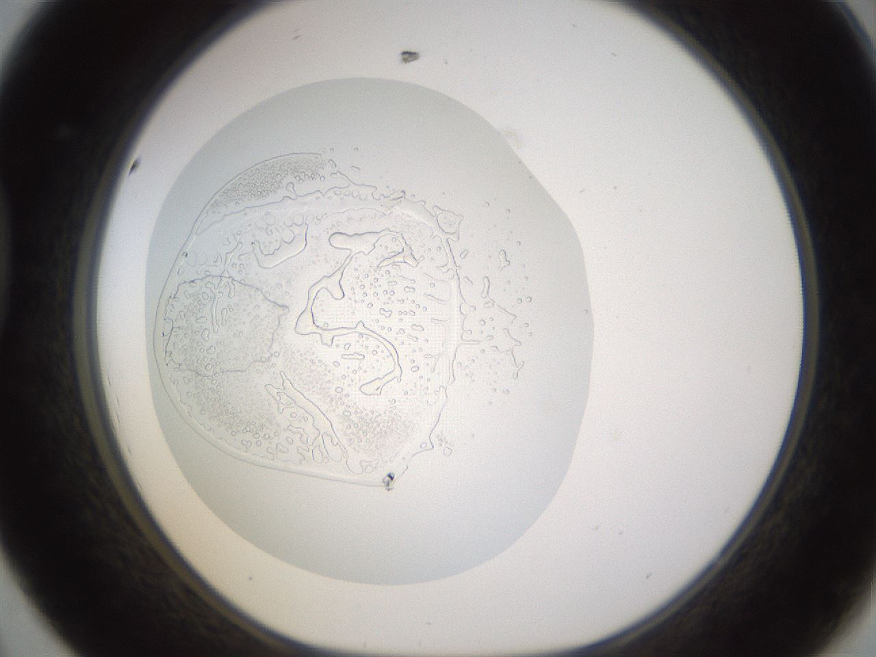folderID437_plateID1437_batchID5444_wellNum44_profileID1_d1_r89775_ef.jpg