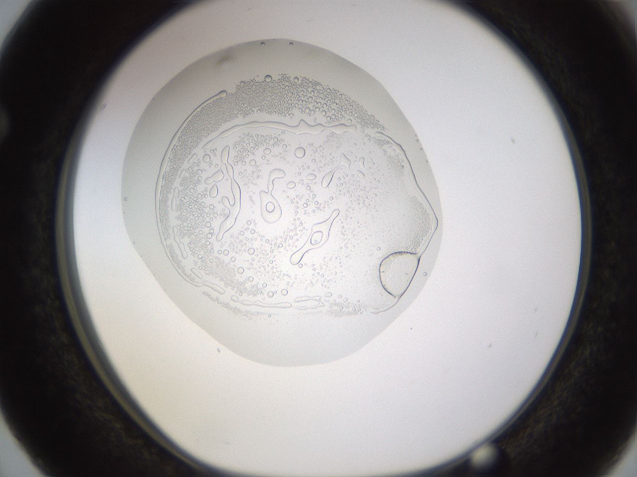 folderID437_plateID1437_batchID5444_wellNum63_profileID1_d1_r89813_ef.jpg