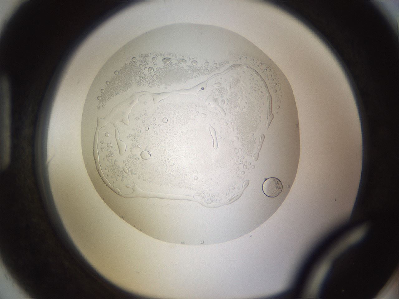 folderID437_plateID1437_batchID5444_wellNum90_profileID1_d1_r89867_ef.jpg
