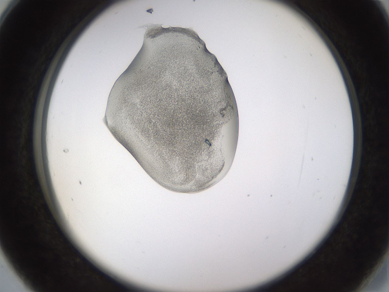 folderID440_plateID1440_batchID5495_wellNum28_profileID1_d2_r90419_ef.jpg