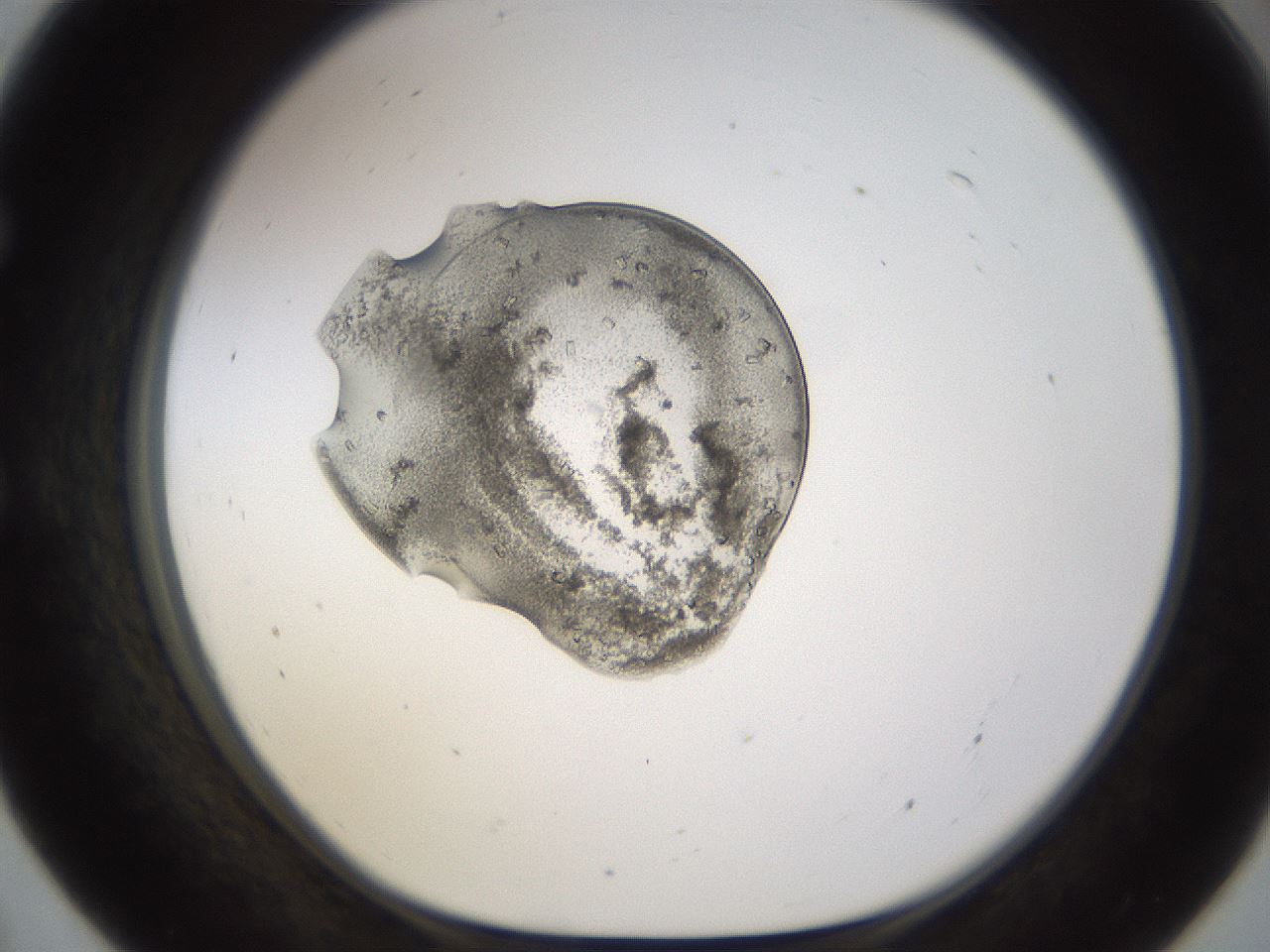 folderID440_plateID1440_batchID5495_wellNum55_profileID1_d1_r90472_ef.jpg