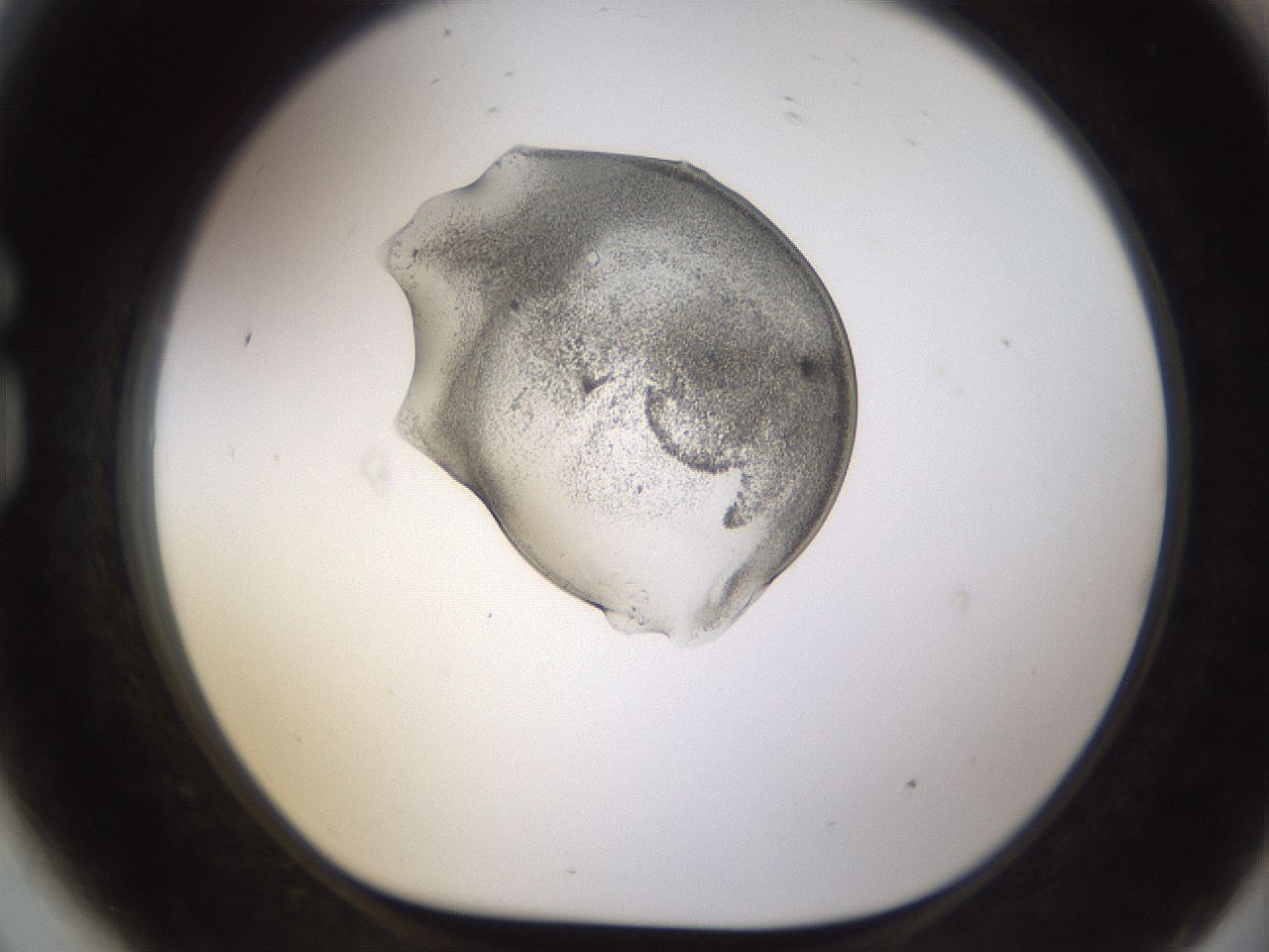 folderID440_plateID1440_batchID5495_wellNum81_profileID1_d1_r90524_ef.jpg