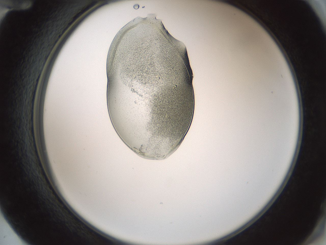 folderID441_plateID1441_batchID5496_wellNum72_profileID1_d2_r90699_ef.jpg