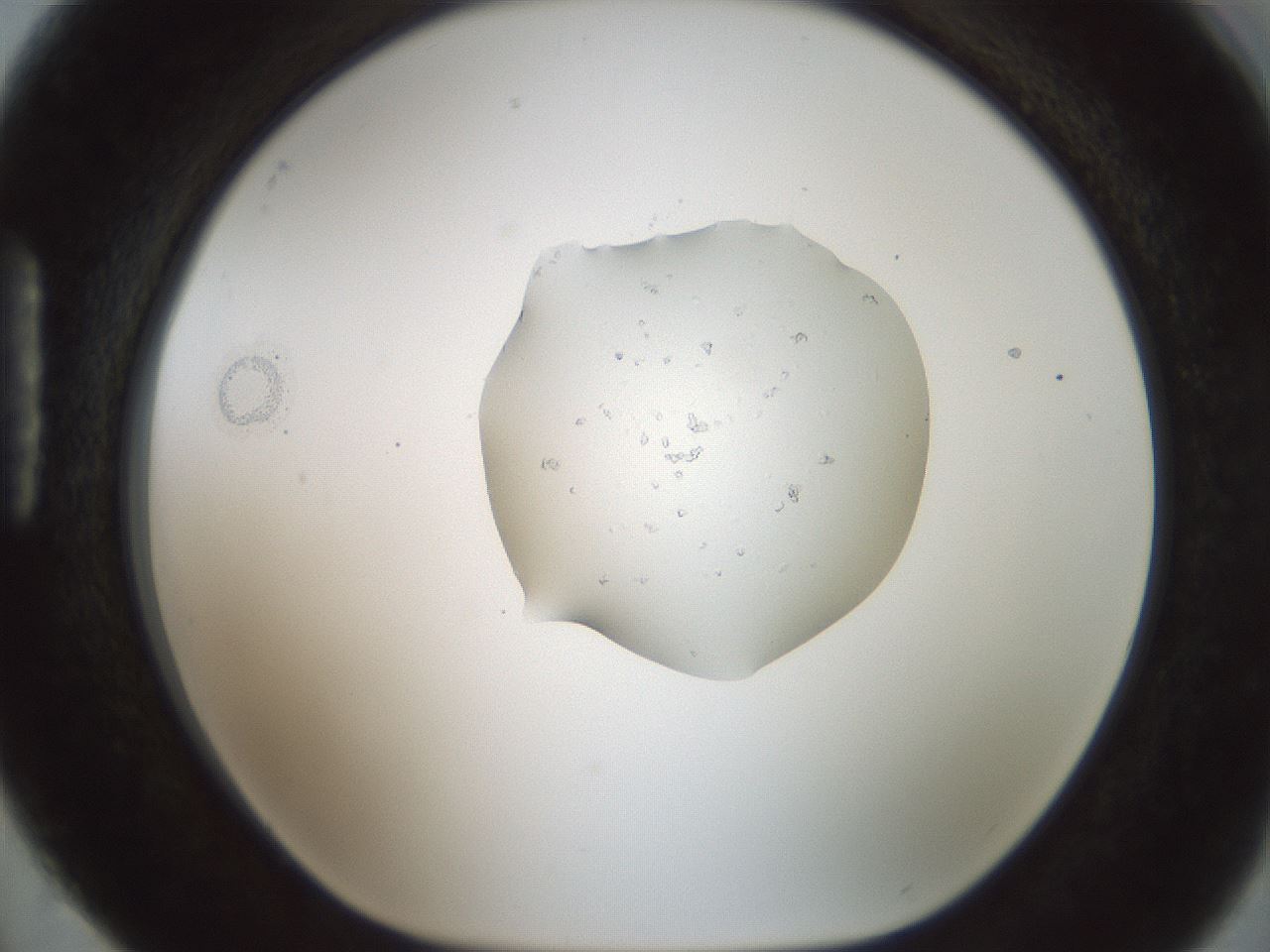 folderID445_plateID1445_batchID5501_wellNum88_profileID1_d1_r91690_ef.jpg