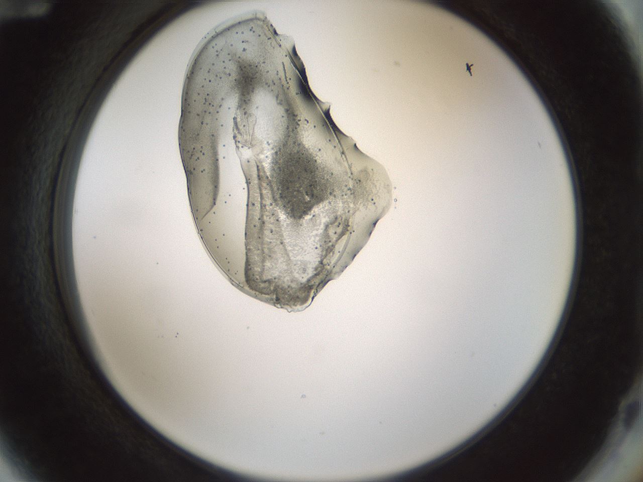folderID445_plateID1445_batchID5501_wellNum72_profileID1_d2_r91659_ef.jpg