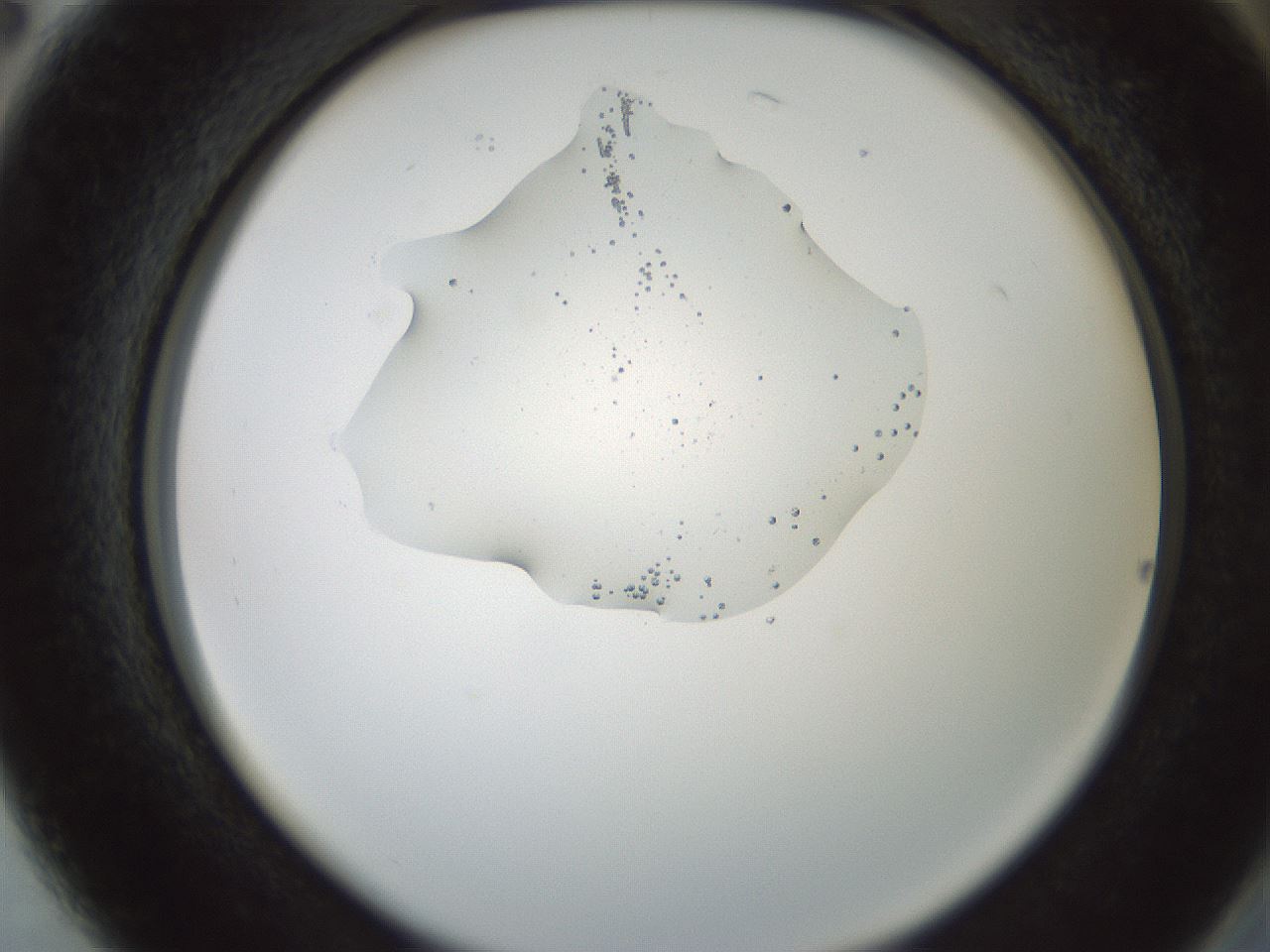 folderID445_plateID1445_batchID5501_wellNum74_profileID1_d2_r91663_ef.jpg