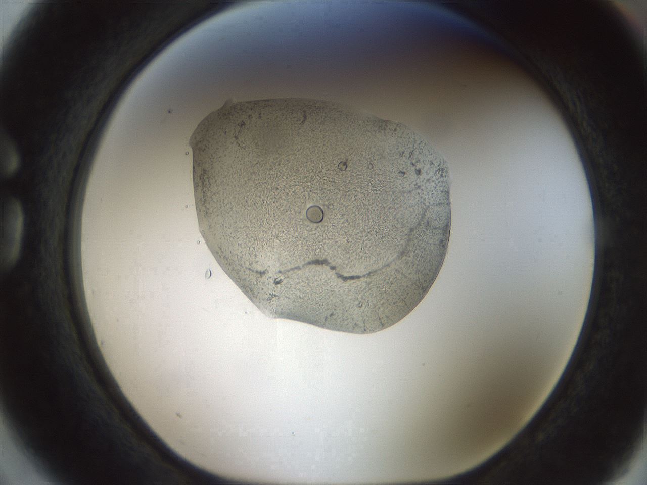 folderID445_plateID1445_batchID5501_wellNum75_profileID1_d1_r91664_ef.jpg