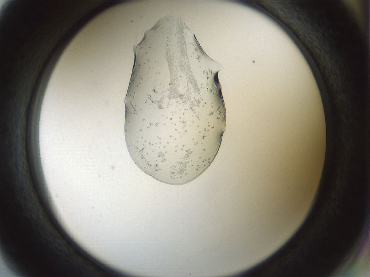 folderID445_plateID1445_batchID5501_wellNum80_profileID1_d2_r91675_ef.jpg