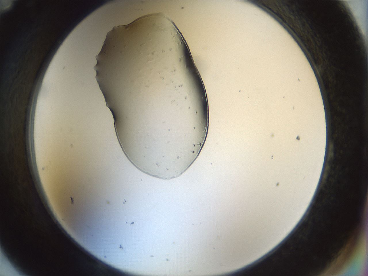 folderID445_plateID1445_batchID5501_wellNum95_profileID1_d2_r91705_ef.jpg