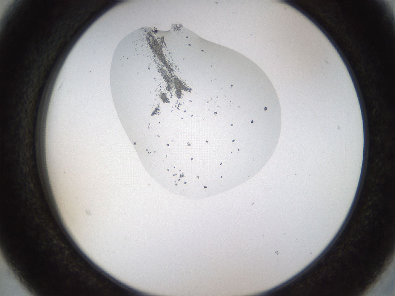 folderID446_plateID1446_batchID5500_wellNum15_profileID1_d2_r91353_ef.jpg