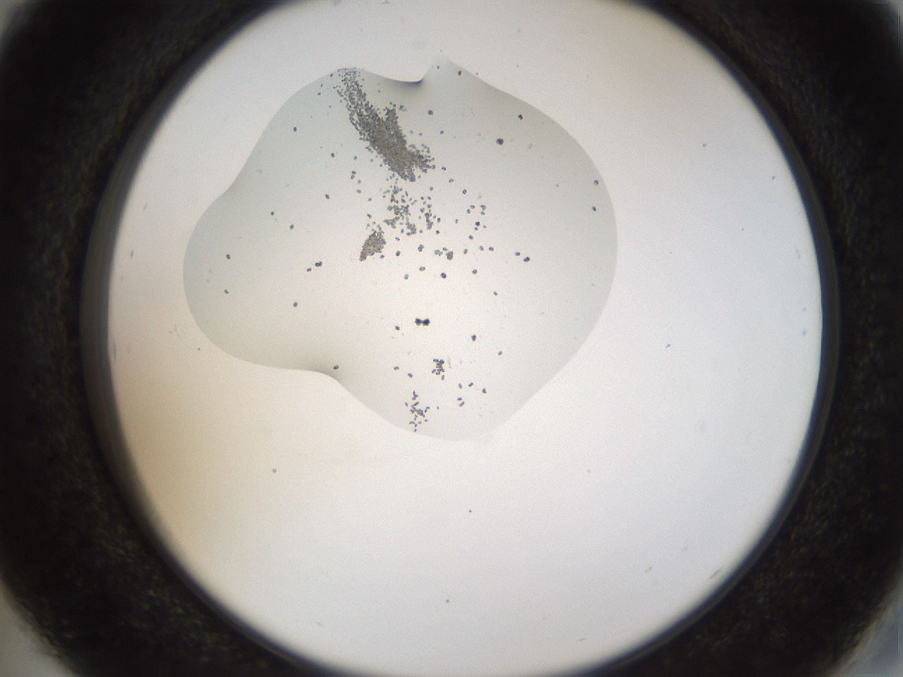 folderID446_plateID1446_batchID5500_wellNum29_profileID1_d2_r91381_ef.jpg