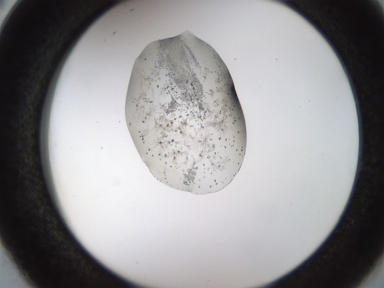 folderID446_plateID1446_batchID5500_wellNum38_profileID1_d2_r91399_ef.jpg