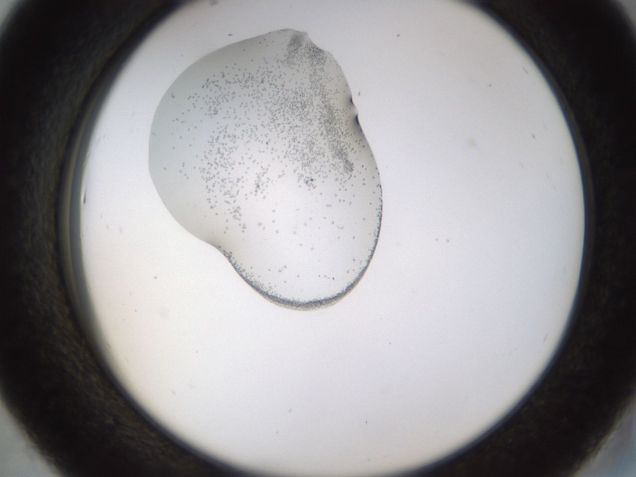 folderID446_plateID1446_batchID5500_wellNum43_profileID1_d2_r91409_ef.jpg