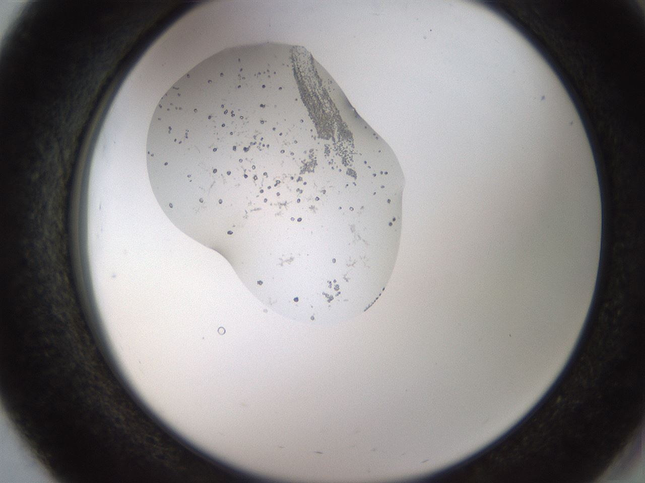 folderID446_plateID1446_batchID5500_wellNum51_profileID1_d2_r91425_ef.jpg
