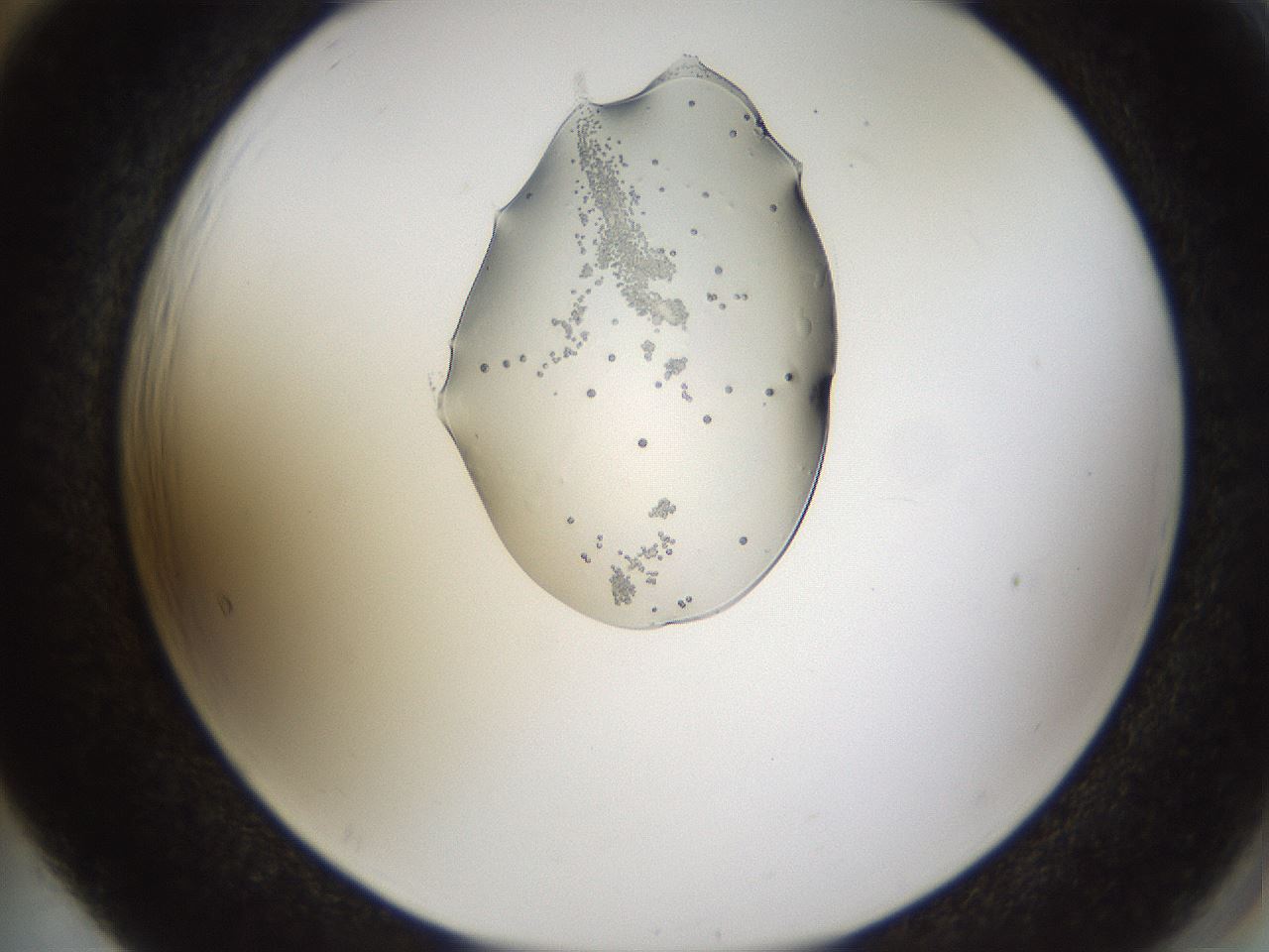 folderID446_plateID1446_batchID5500_wellNum65_profileID1_d2_r91453_ef.jpg