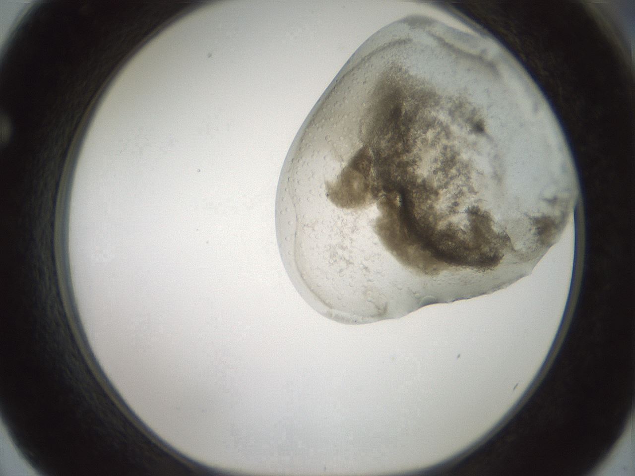 folderID185_plateID1185_batchID3371_wellNum62_profileID1_d1_r66044_ef.jpg